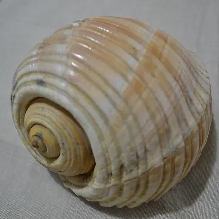 Seashell Art Decor & Private Garage * Vlorë