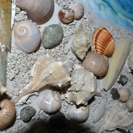 Seashell Art Decor & Parking * Vlore