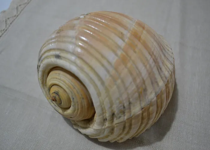 Seashell Art Decor & Private Garage * Avlonya